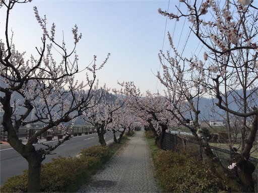 千曲市あんずの里ラン