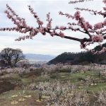 千曲市あんずお花見ラン