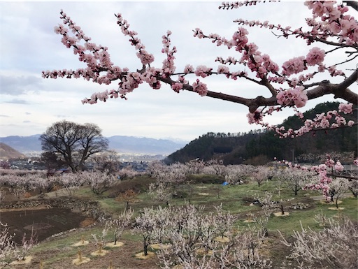 千曲市あんずお花見ラン