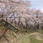 お花見ラン(プチトレイル)