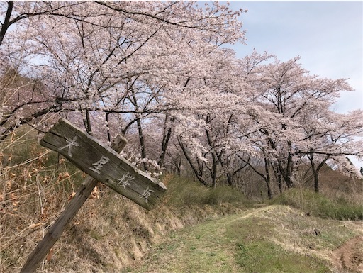 お花見ラン(プチトレイル)