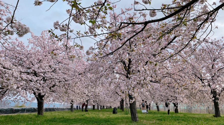 小布施【桜】見にマラソン