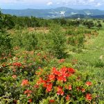 根子岳登山