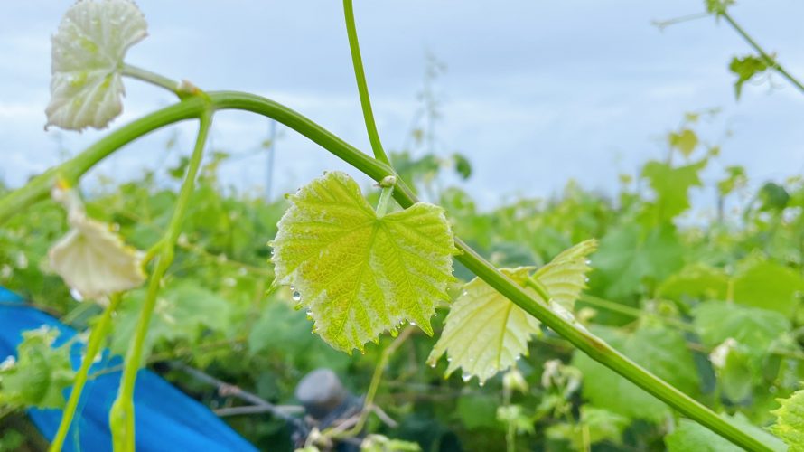 坂ダッシュ 150m×10本【練習】