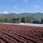 【とし練・夏練】菅平ロード30km