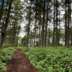 湯の丸高原　林道ランニングコース（＆鹿沢温泉・嬬恋キャベツ）