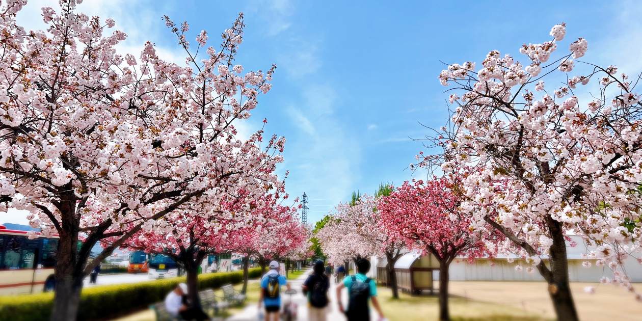 長野マラソン2026