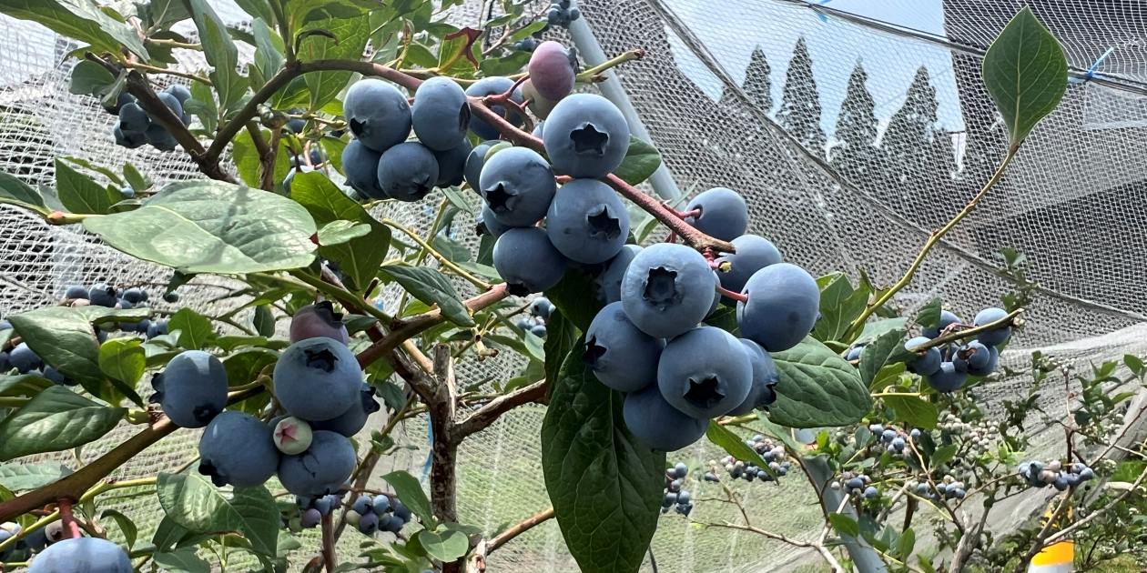 そのさとブルーベリー農園